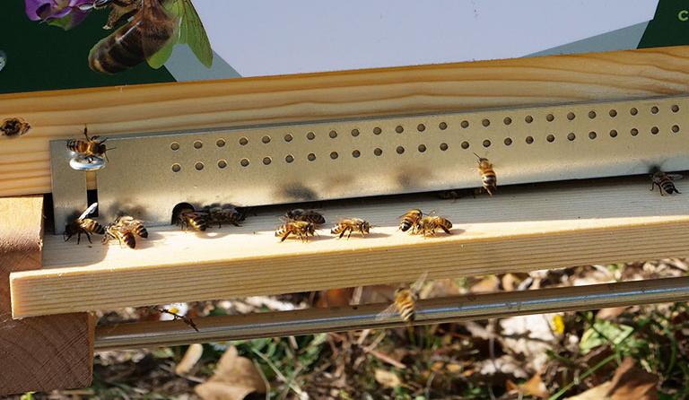 Les ruches de l'Ecole des Métiers sont en place